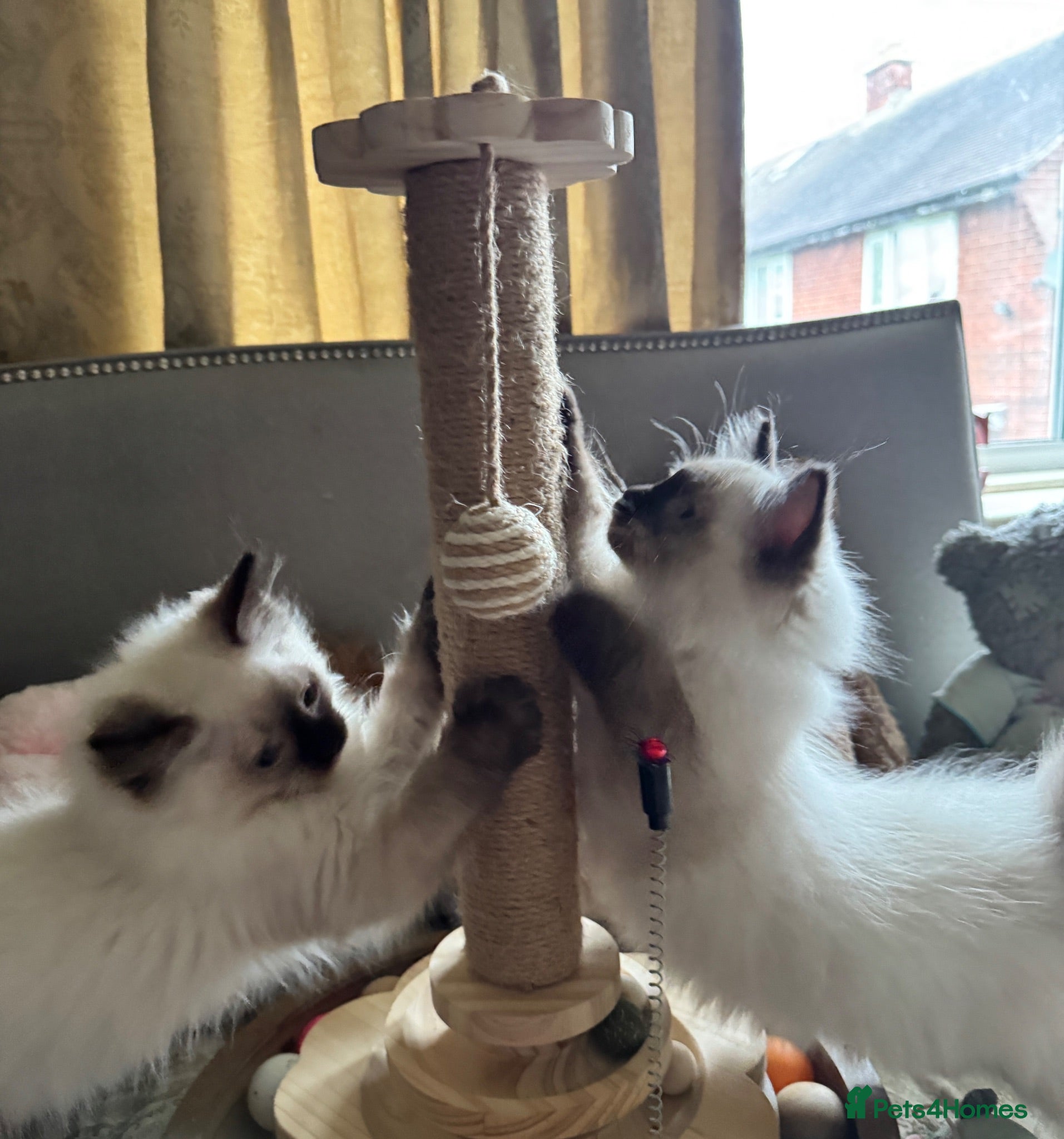 Ragdoll cats Stunning Ragdoll kittens - Advert 1