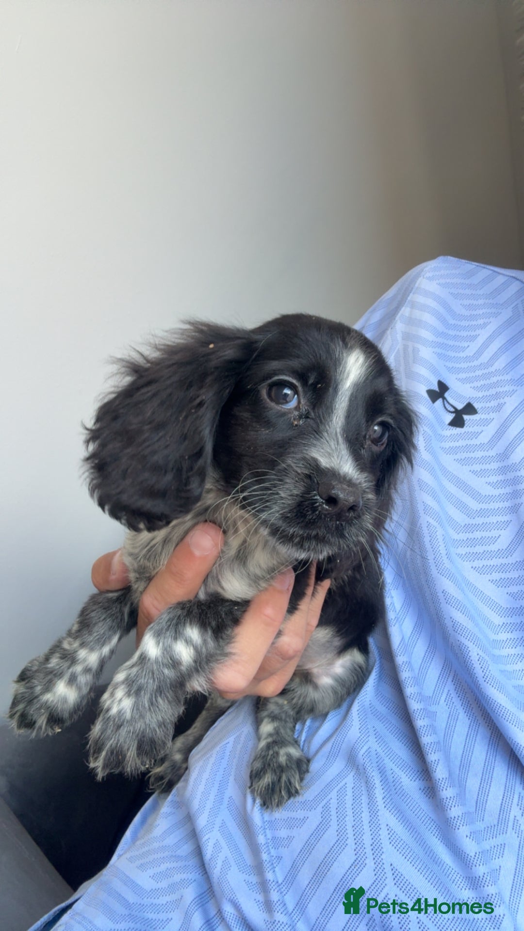 Cocker Spaniel dogs for sale: Cocker spaniel puppies  - Image 3