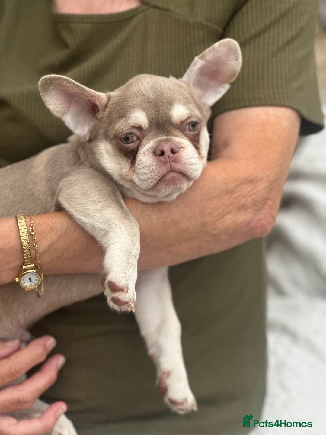French Bulldog dogs for sale: French bulldog puppies  - Image 4