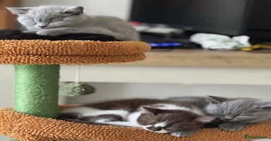 British Shorthair cats - Advert 2
