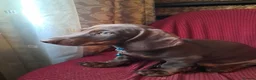 Dachshund dogs for sale: Beautiful Mini Dachshund Puppies - Advert 24