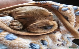 Cockapoo dogs for sale: 4 beautiful cockapoo puppies - Image 8