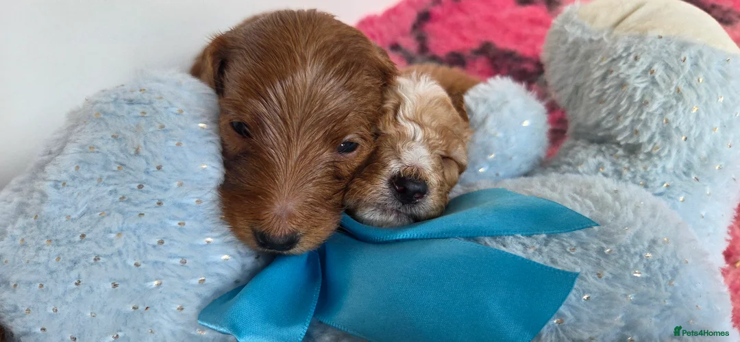 Australian Labradoodle dogs for sale: Therapy Dog Breeder - Advert 4