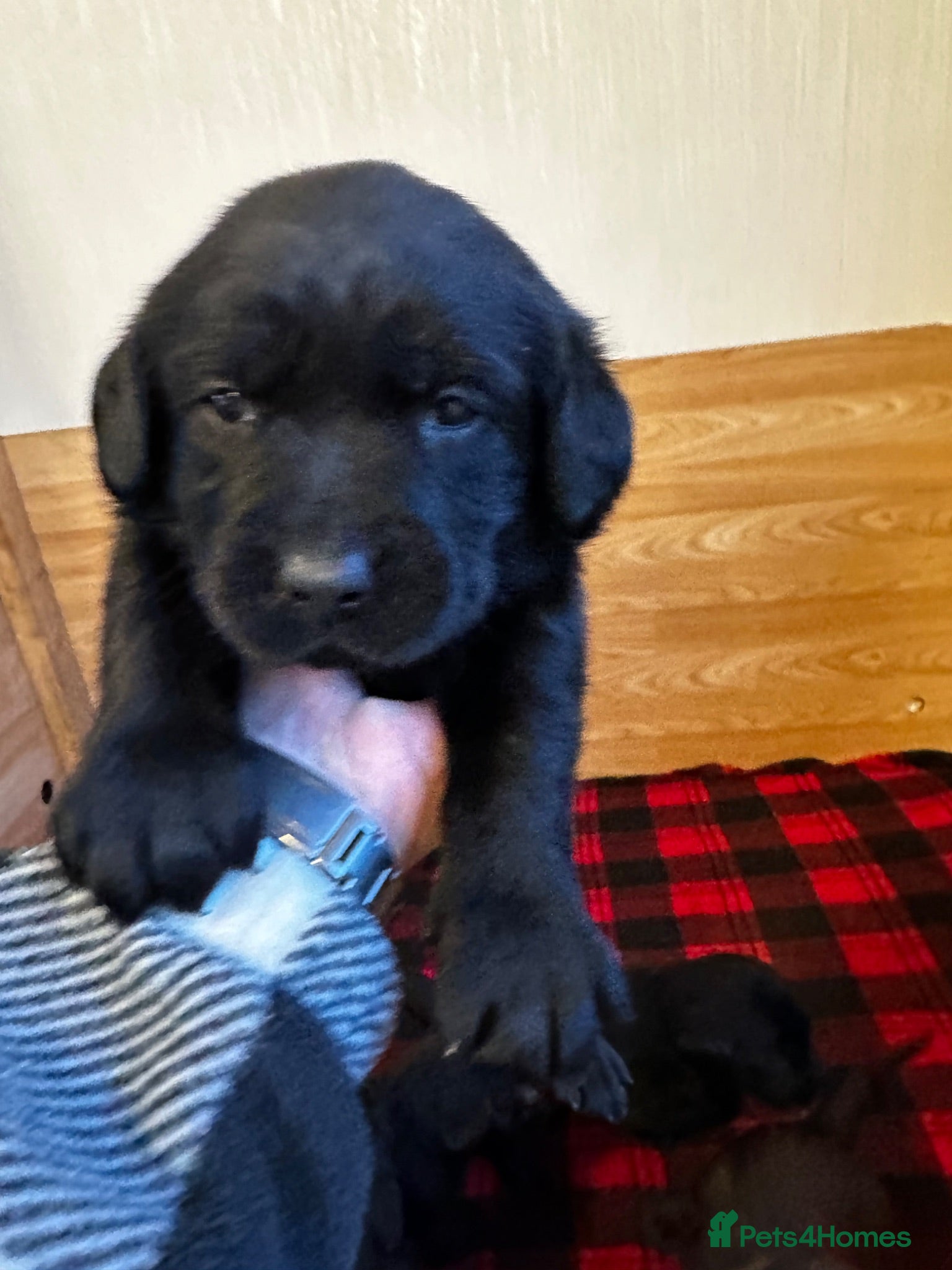 Labrador Retriever dogs Stunning KC Labradors. Crufts winner Stud dog - Advert 2