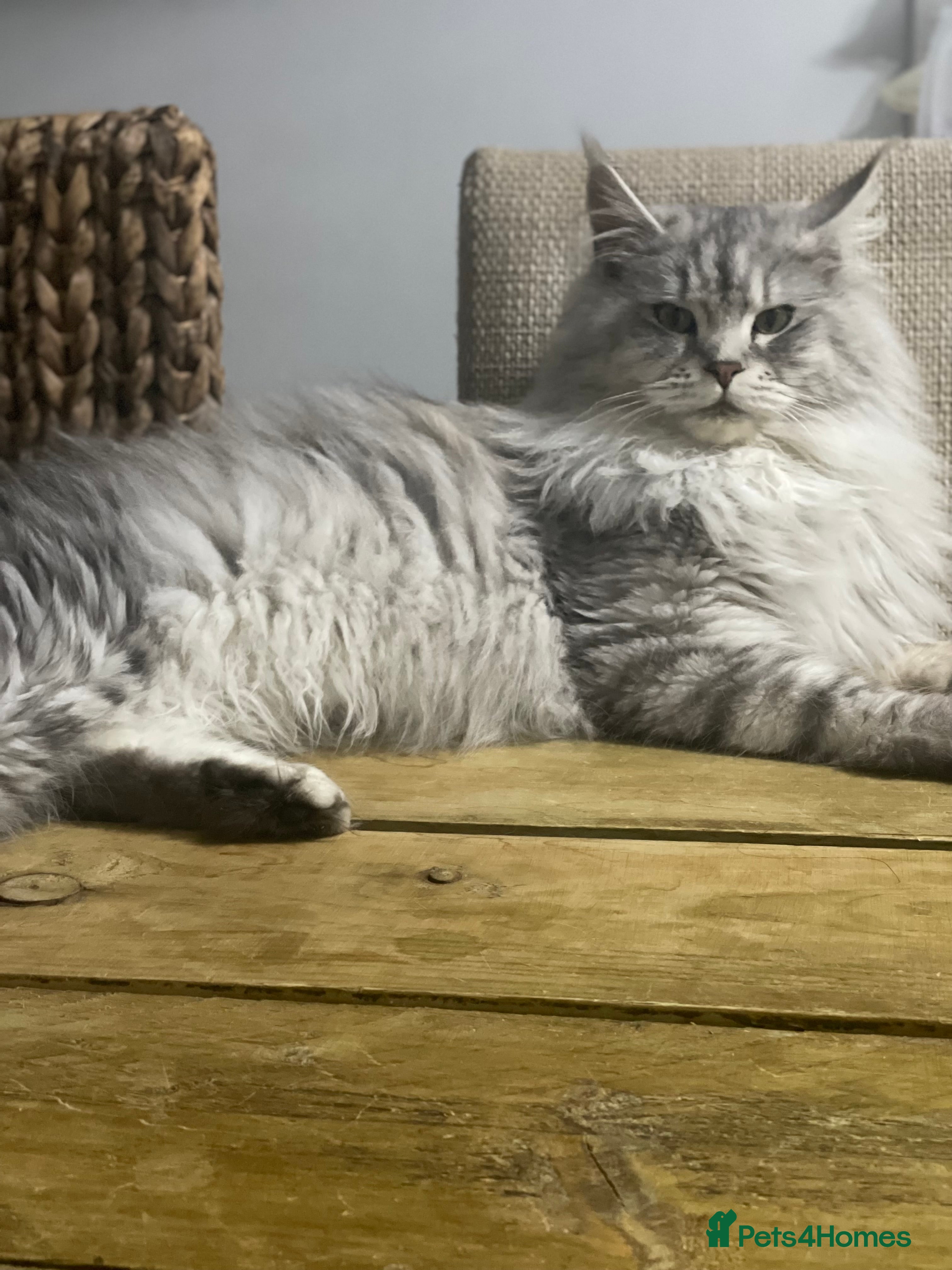 Maine Coon cats 🩷 Sweet Maine Coon Sisters 🩷 - Advert 3