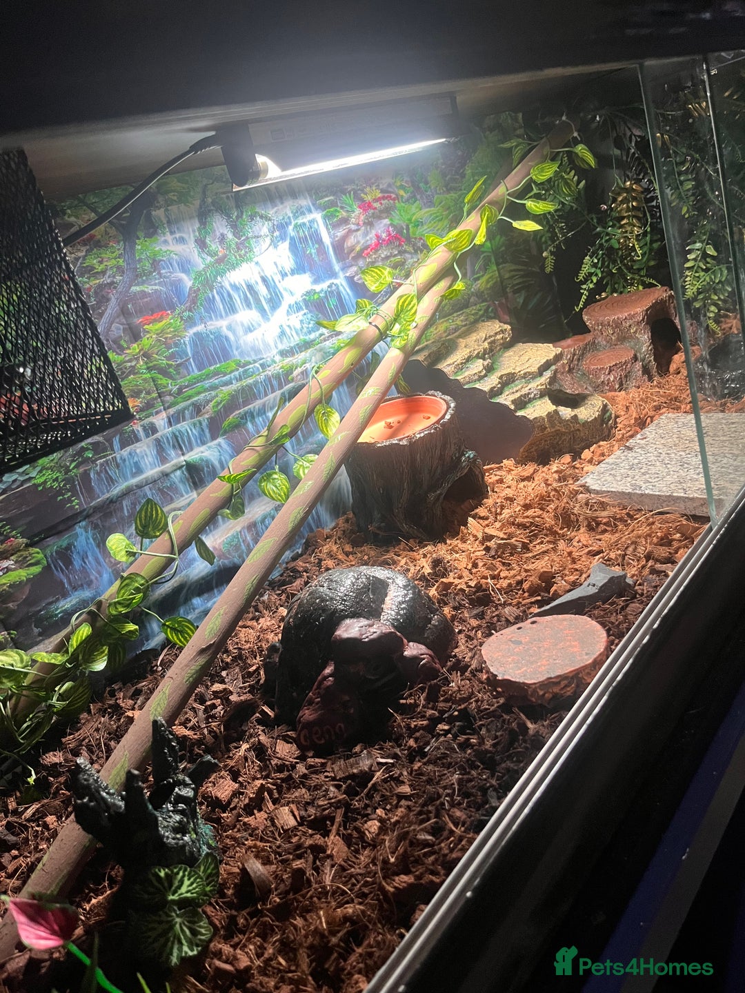 Python Snake reptiles for sale: Very sweet ball python and tank and unit  - Advert 18