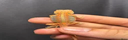 Bearded Dragon reptiles for sale: Hypo, Trans Blue bar leatherback and standard back in Southsea - Advert 14
