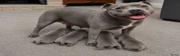 Staffordshire Bull Terrier dogs for sale: SOLID BLUE TEDDY BEARS STAFFS 🧸  - Advert 7