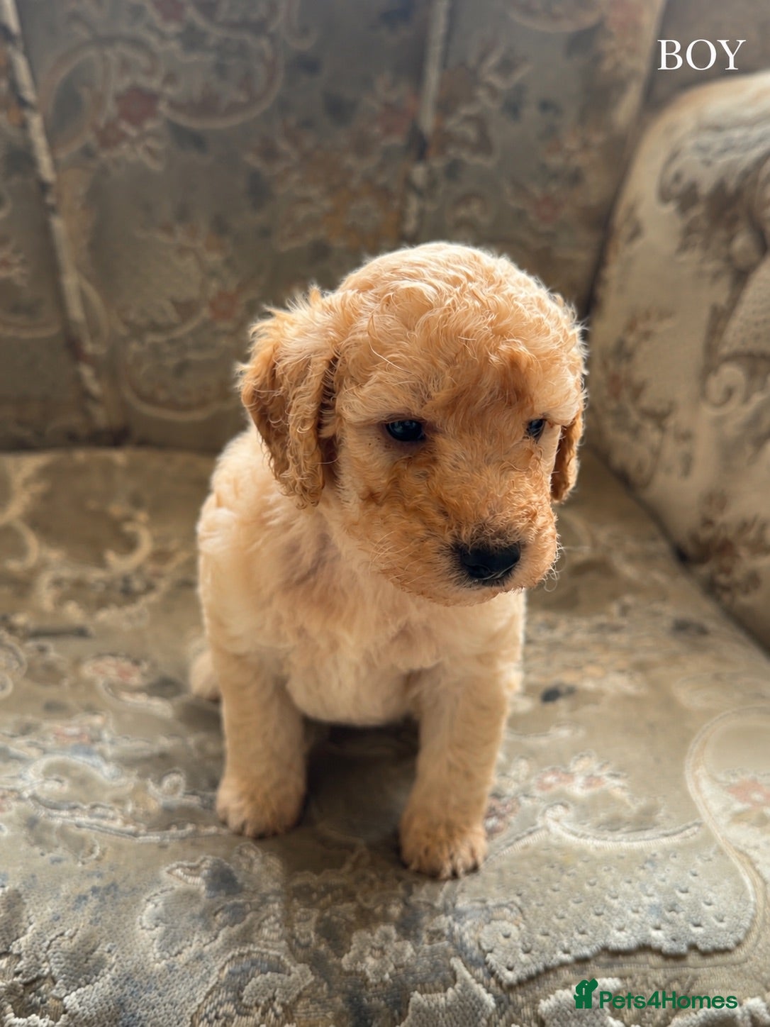 Mini Goldendoodle dogs F1B Mini Goldendoodles  - Advert 2