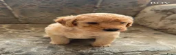 Mini Goldendoodle dogs for sale: F1B Mini Goldendoodles  in Wigan - Advert 2