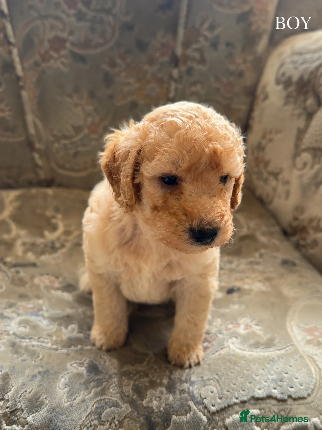 Mini Goldendoodle dogs for sale: F1B Mini Goldendoodles  in Wigan - Advert 2