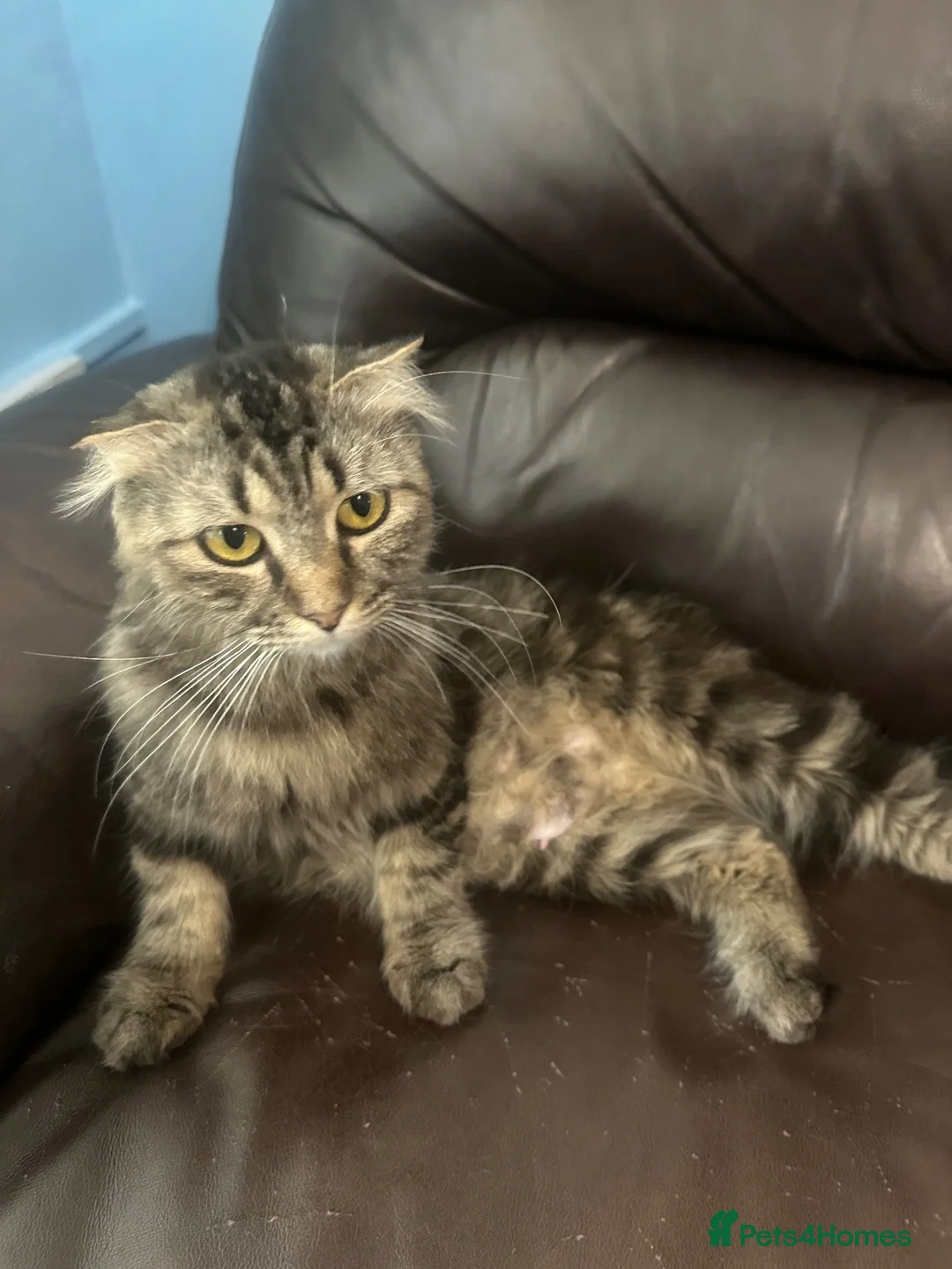 Scottish Fold cats for sale: Scottish fold in Cardiff - Advert 1