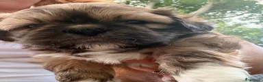 Shih Tzu 2