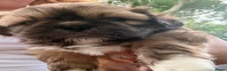 Shih Tzu dogs for sale: Litter 5 Shih Tzu puppy’s  - Advert 7