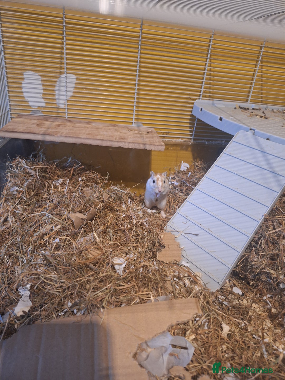 Gerbil rodents for sale: 2 baby boy gerbils - Advert 2