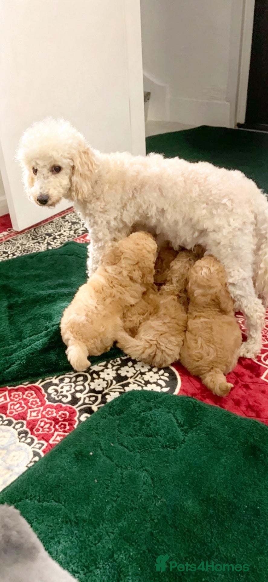 Poochon dogs Teddy bear poojon - Advert 1