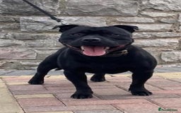 Staffordshire Bull Terrier dogs for stud: Phenomenal fertility- New Stud dog 2025 - Advert 17