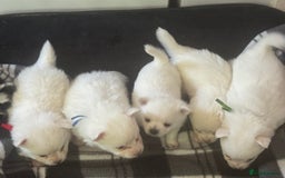 Pomchi dogs for sale: Beautiful Fluffy Pomchis - Image 6