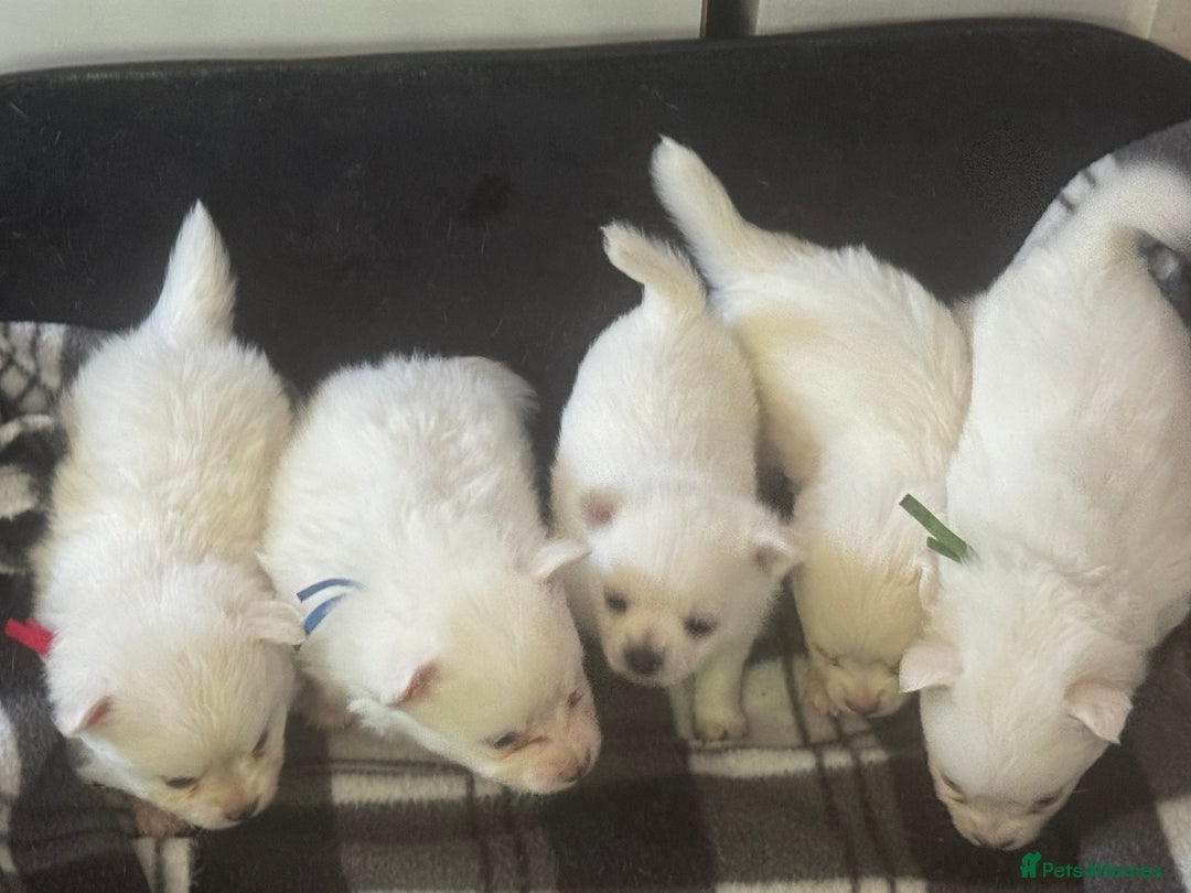 Pomchi dogs for sale: Beautiful Fluffy Pomchis - Image 6