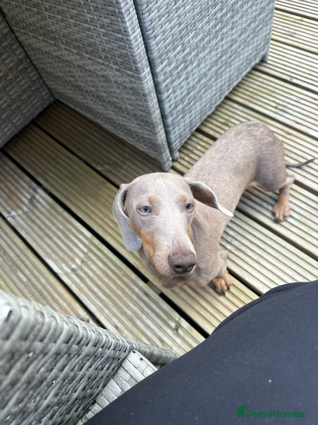 Dachshund dogs for sale: Reggie  - Image 3