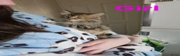 Maine Coon cats for sale: Mainecoon X kittens - Advert 4