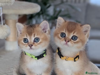 Scottish Fold cats 🥰 Tica register Scottish fold kittens😻 - Advert 6