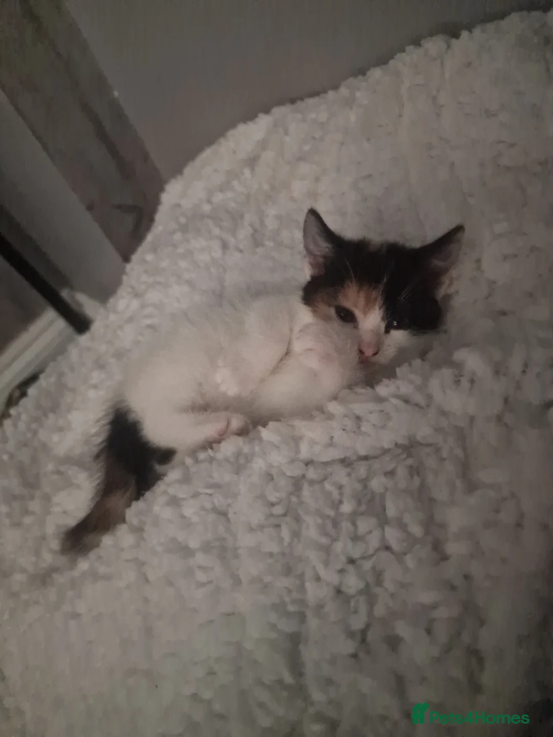 Mixed Breed cats for sale: 3 beautiful kittens for sale - Advert 19