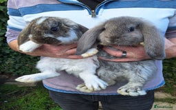 French Lop rabbits for sale: Baby Giant French Lop rabbits7 - Image 1