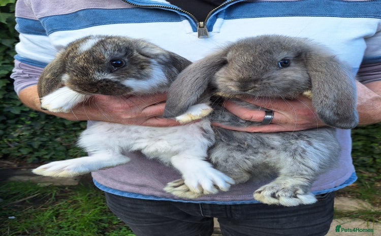 French Lop rabbits - Advert 1