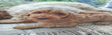 Cockapoo 4