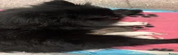 Pomeranian dogs for sale: Pomeranian puppies - Advert 13