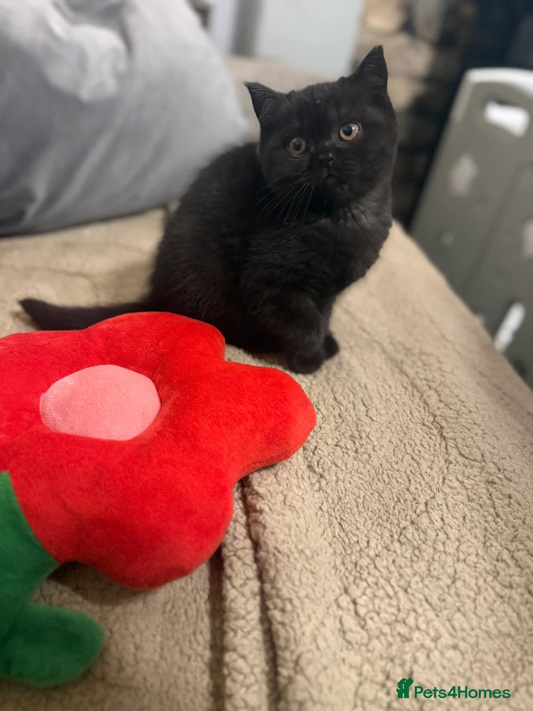 British Shorthair cats for sale: Ready to leave *** black female bsh *** - Advert 10