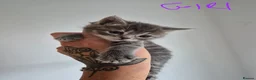 Exotic cats for sale: My Betty has a beautiful litter of kittens  - Advert 9