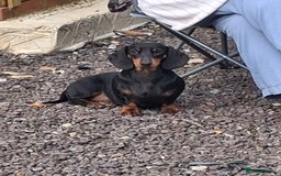 Dachshund dogs for sale: 2 dachshund sisters black & tan kc registered - Image 9