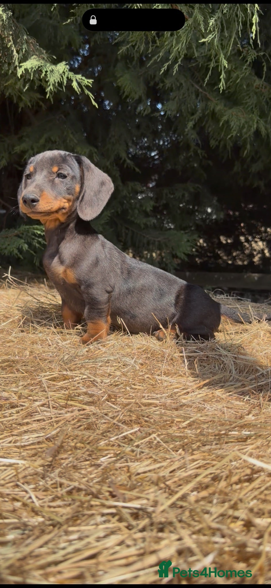 Dachshund dogs 3 beautiful Dashound pups  - Advert 2