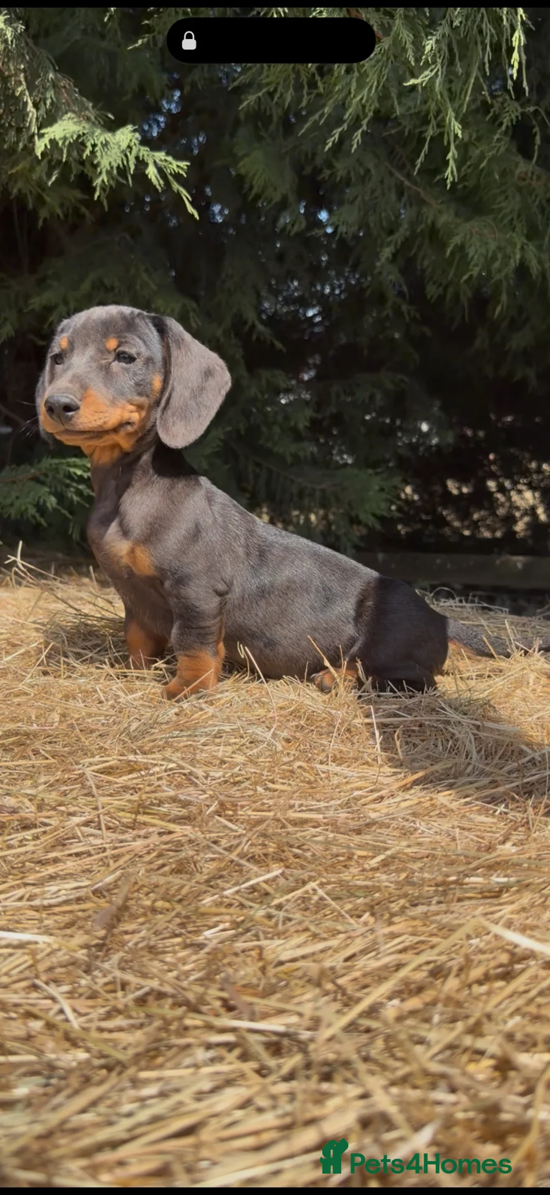 Dachshund dogs for sale: 3 beautiful Dashound pups  - Advert 1