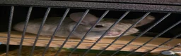 Chinchilla rodents for sale: Caspa the chinchilla  - Advert 3