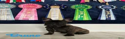 French Bulldog dogs for sale: 🏆Frenchbulldog pups🏆 - Advert 8