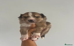 Border Collie dogs for sale: Border Collie pup- Merle, Black, Chocolate, Blonde - Image 20