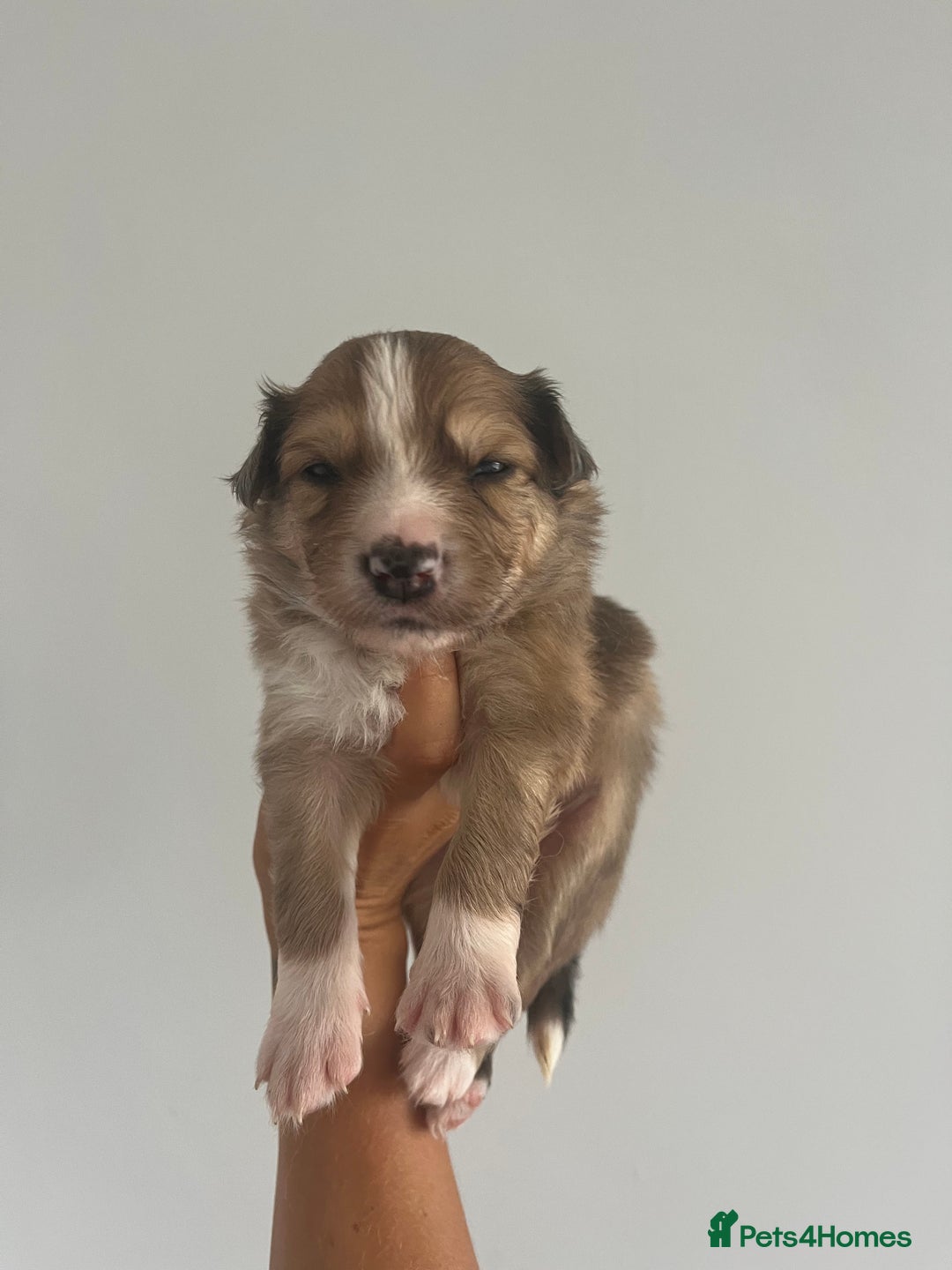 Border Collie dogs for sale: Border Collie pup- Merle, Black, Chocolate, Blonde - Image 20