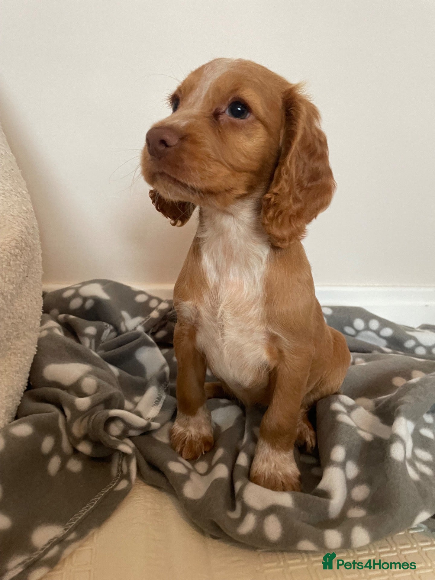 Cocker Spaniel dogs beautiful KC working cocker spaniel pups  - Advert 3