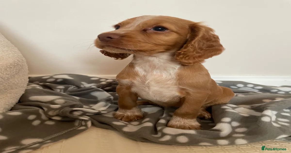 Cocker spaniel Cocker Spaniel Puppies for sale | Pets4Homes