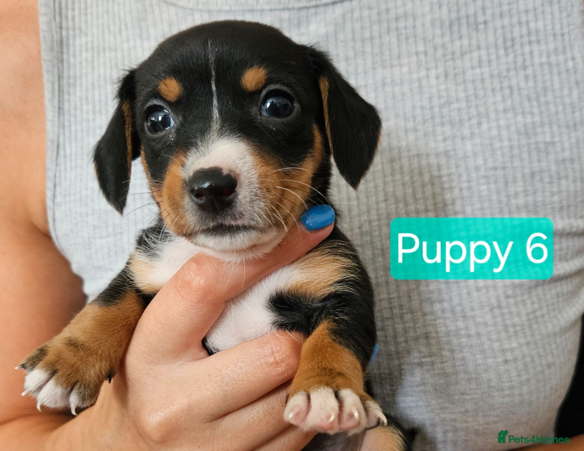 Jackshund dogs DachshundxJack Russell Puppies  - Advert 2