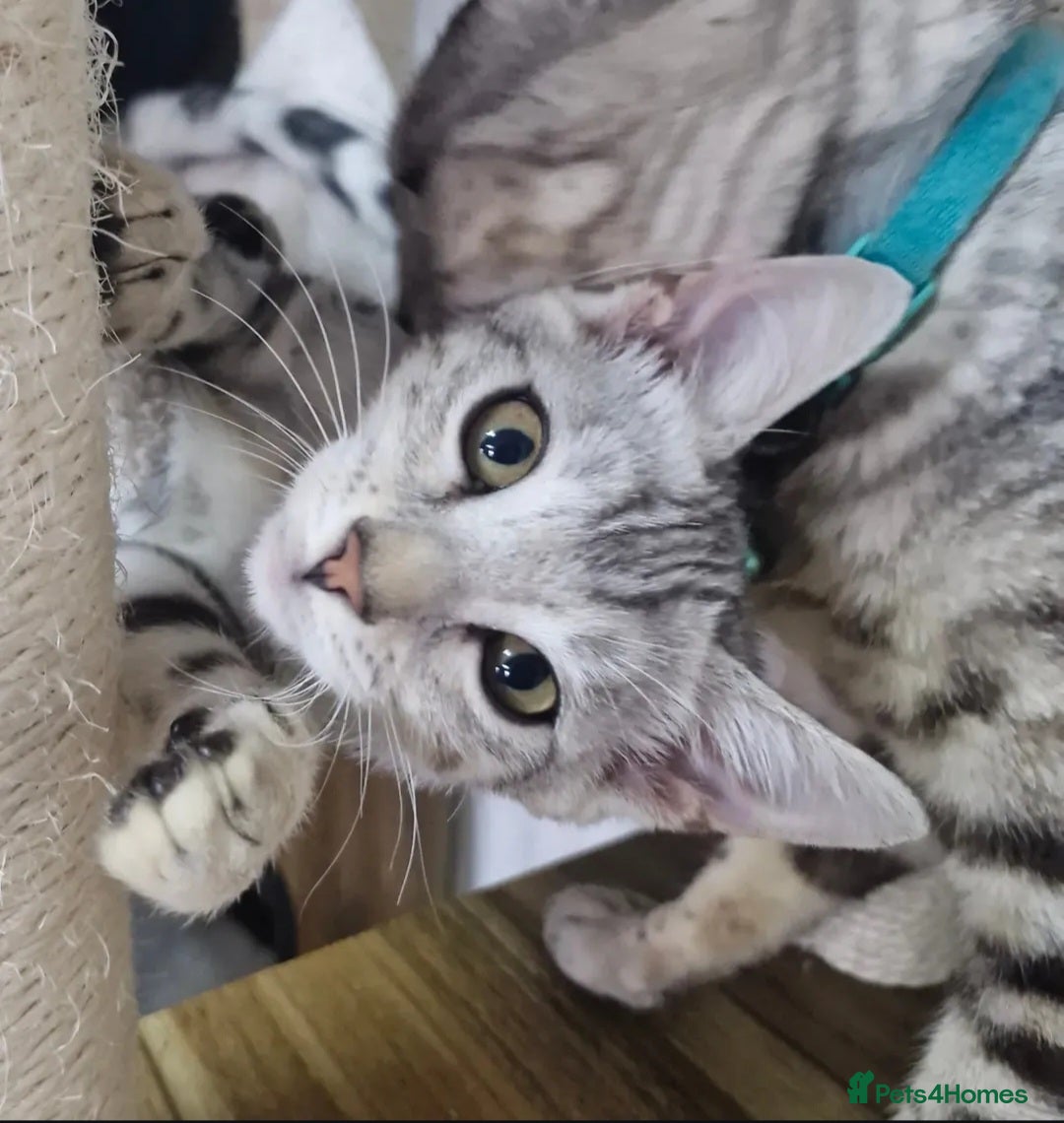 Bengal cats for sale: Rare 💎Silver💎 female bengal Active TICA reg - Advert 2