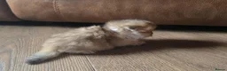 Munchkin cats for sale: Scottish Kilts ( MUNCHKIN FOLD) kittens 😸  in Gloucester - Advert 26