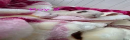 Ragdoll cats for sale: Ragdolks kittens-Reservation open😻😺🩵❤️ - Advert 5