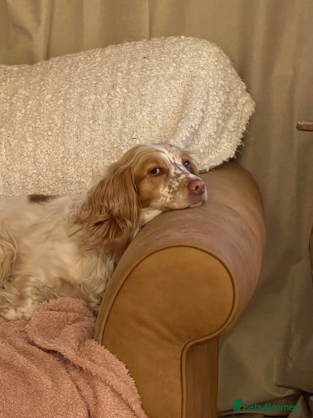 Mixed Breed dogs for sale: Beautiful Female Sprocker Spaniel-3 years old - Advert 3