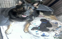 German Shepherd dogs for sale: German Shepherd pups - Advert 3