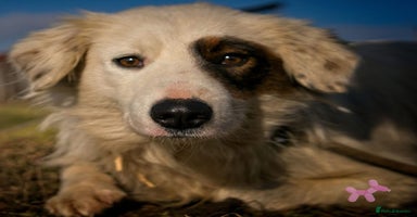 Mixed Breed dogs Meet HANNAHH - a Lovely Girl for a Loving Home - Advert 2