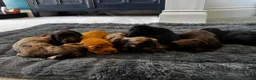 Cockapoo dogs for sale: Beautiful F1 cockapoos  - Advert 4